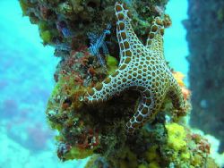 Star fish on the Cementco wreck. by Trevor Tame 